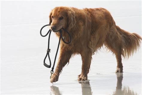 dog bow hard temperament test|aggressive dog testing.